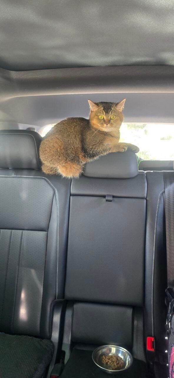 For cat