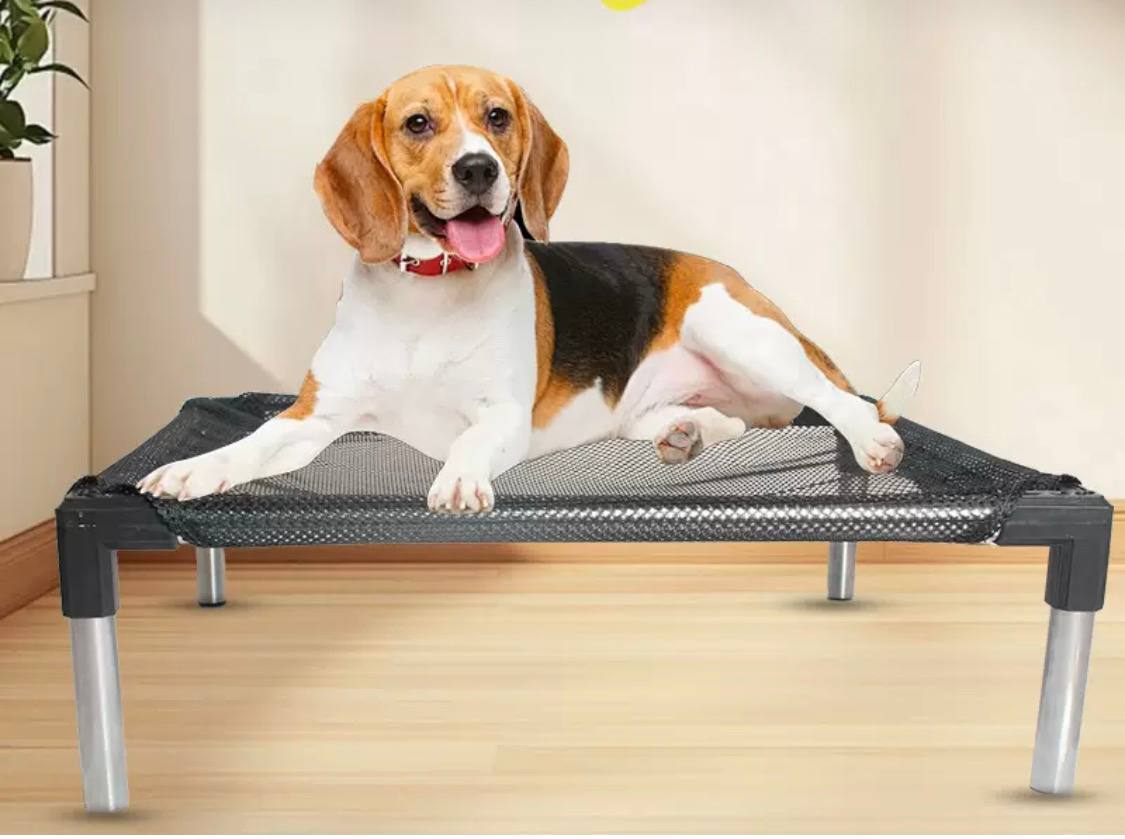 Dog lying on a elevated pet bed in a home setting