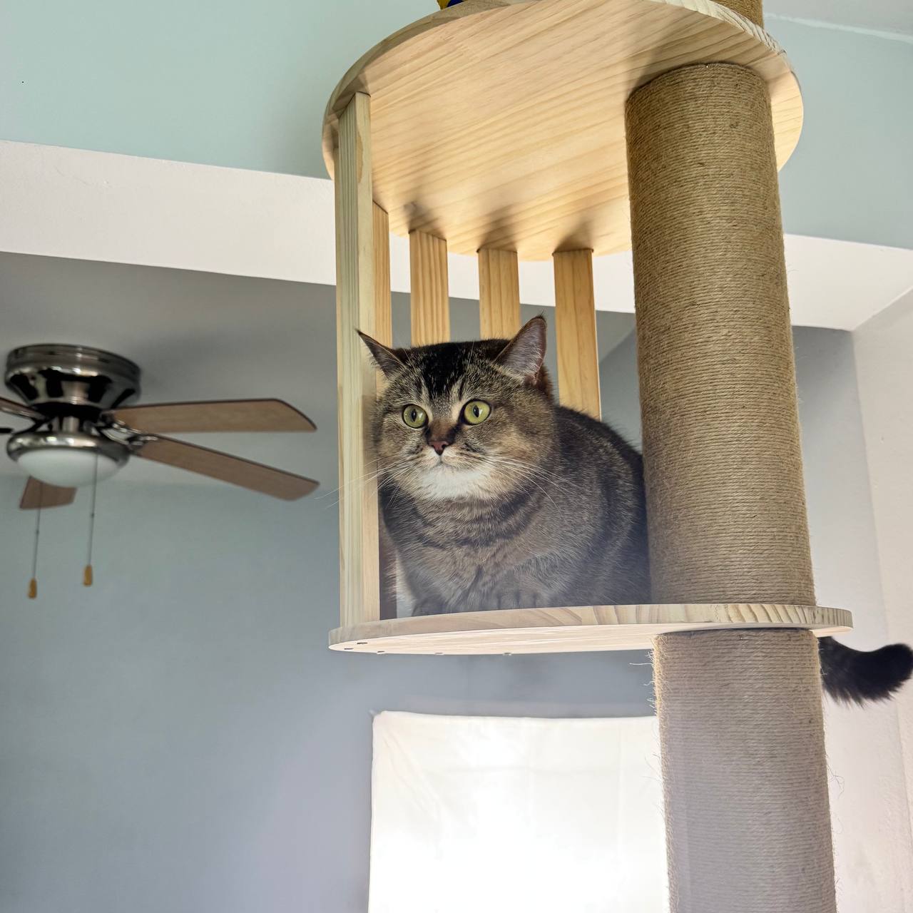 Cat peeking out from behind a wooden scratching post with a light fixture above