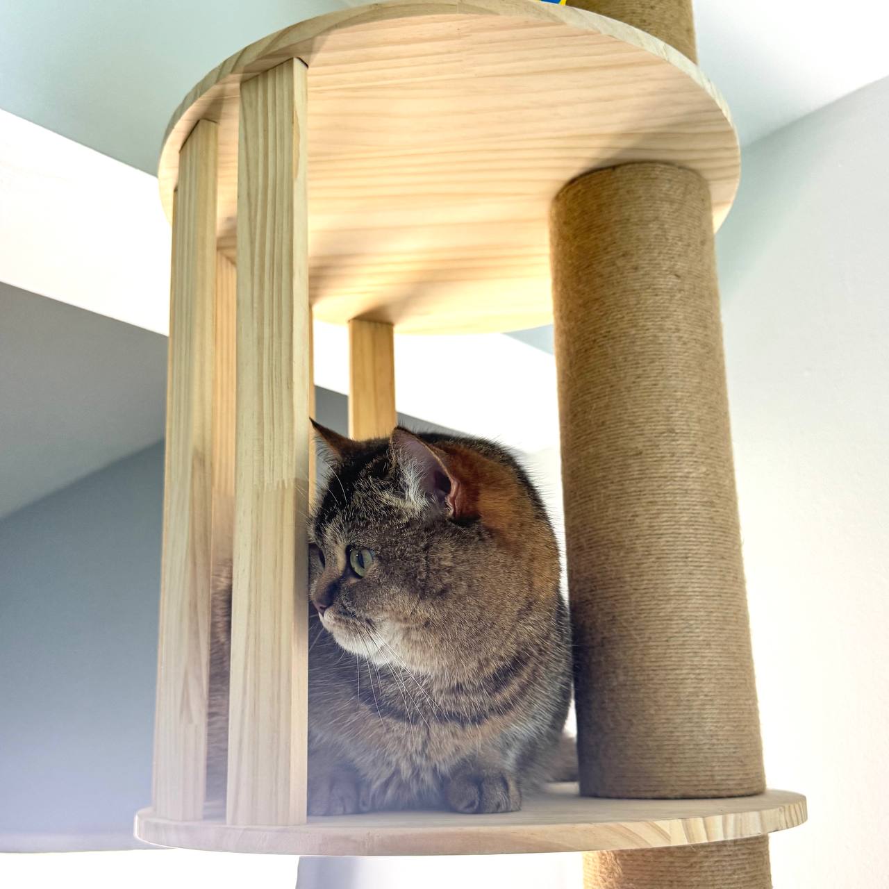 Cat sitting on a wooden cat tree with a white background
