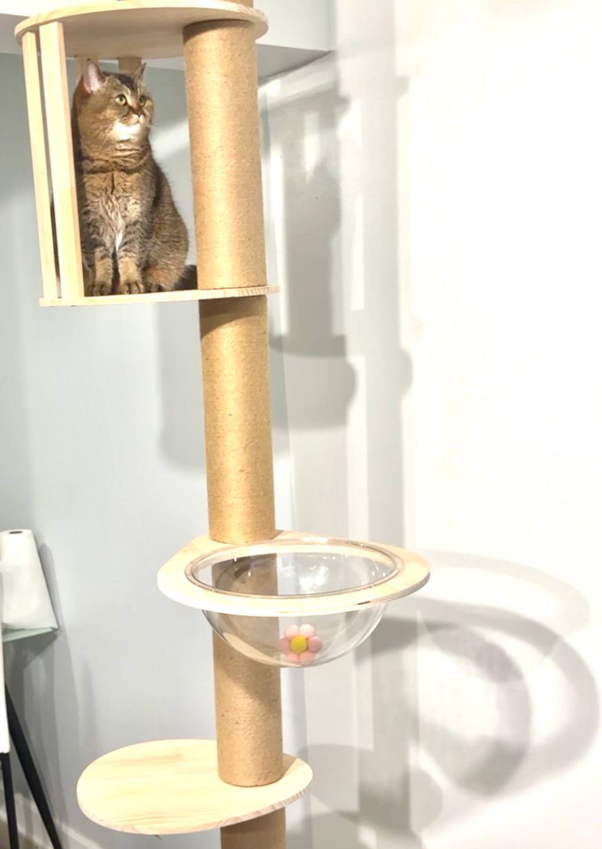 Cat sitting on a wooden cat tree with platforms and a cylindrical perch.