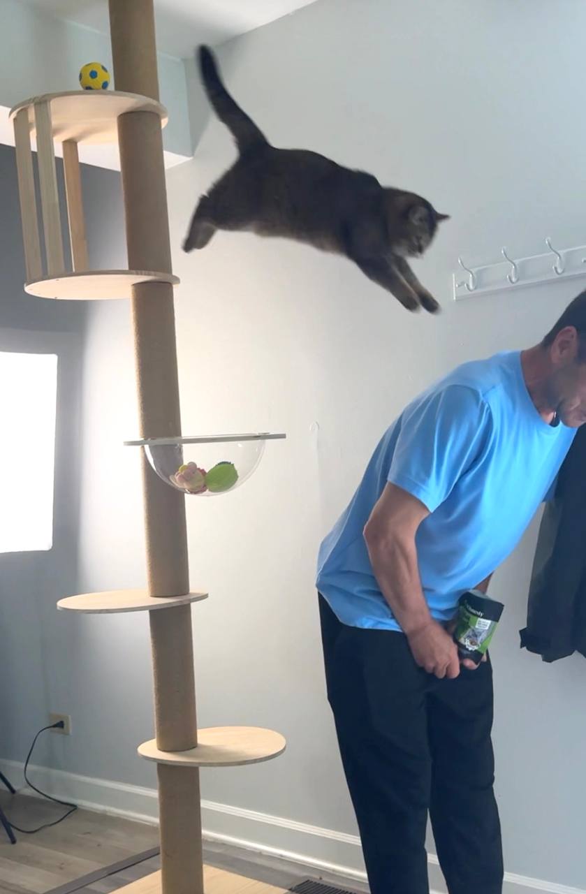 Cat leaping from a cat tree towards a man in a room with light blue walls.